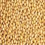 VENTE DE SOJA au TOGO ET BENIN
