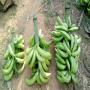 Vente de banane plantain bio