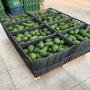 acocado  et fruit rouge 