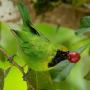 Marchand de Cafe Vert en Australie
