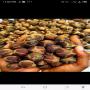 Goron Tula fruit (snot apple) , Bitter-kola nuts 