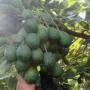 avocat fruit