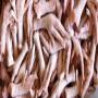 Cherchons pattes de poulet