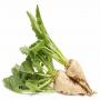 Looking for Sugar beet/ Betterave Sucri&egrave;re 