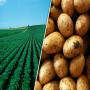 agricultural products. corn,  beans,  potato etc