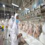 FOURNISSEUR DE VENTE DE POULE MJW_FEET_PAWS_WOLES