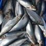sardinelle eba