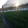 Nous vendons des plants forestiers
