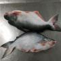 PANGASIUS ET TILAPIA