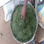 gnetum africanum (koko ou fumbwa) 