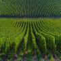 5 hectare a rabat vignoble