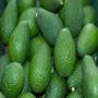 avocado fraîche en stock 