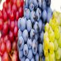 240 hct divers fruits 
