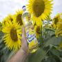 HUILE DE TOURNESOL RAFFINEE