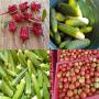 récoltes bio fruits et légumes au sénégal