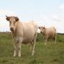 veaux charolais