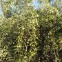 huile olives extra vierge
