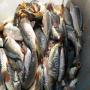 tilapia et carpes royales frais 