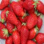 fraise gariguette algerie