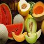 des grands terrains agricoles