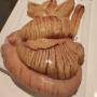 fournisseur produit de mer ( mauritanie) 