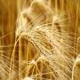 Fournisseurs des ORGES 