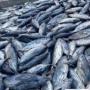 bulk salted tuna fish supplier
