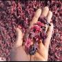 Fournisseur hibiscus 