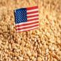 WHEAT FROM USA 