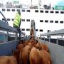 Nous vendons des vaches du Br&eacute;sil ou de Colombie