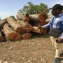 hardwood timber ( round and square logs)
