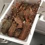 langouste vivante et calamar 