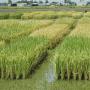 vendre terrain agricole 