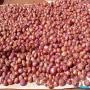 oignons violet de galmi disponible en quantit
