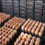 eggs and chekens