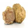 Truffes Alg&eacute;rie 