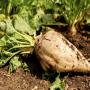 beet sugar 