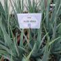 plant d'aloe verra