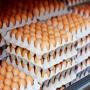 oeufs  frais 