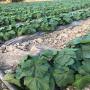 Exploitation agro-alimentaires 