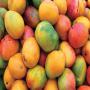 Mangue kent, ananas 