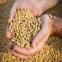 soja 3500 tonnes 
