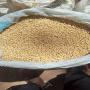Yellow Soybean