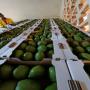 Mangue Am&eacute;lie et Kent disponible
