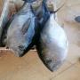frozen tuna 