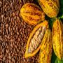 Riz , Cacao-caf&eacute; , Huile de Palme , L’anacarde , 