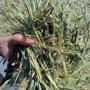 alfalfa (lucerne/luzerne) for export to china