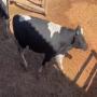 veaux d'abattage holstein friesian 