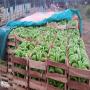 Vente de banane douce