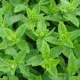 menthe fraiche